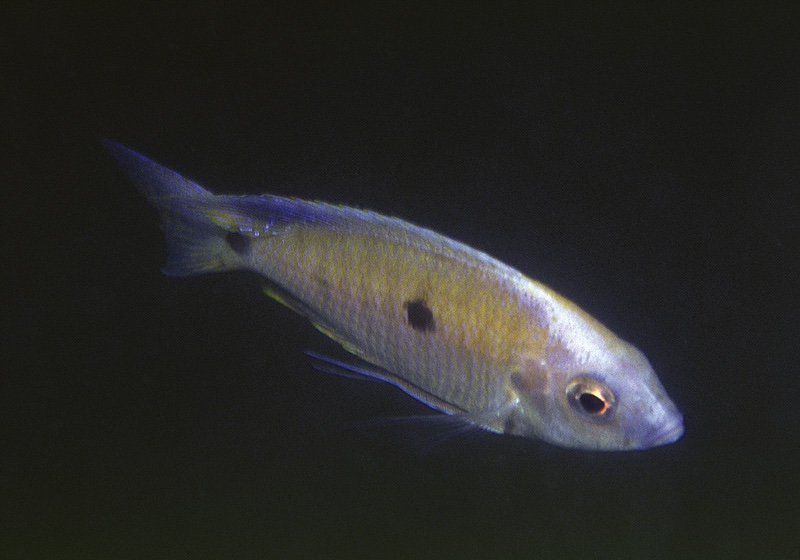 Copadichromis sp. 'makanjila' Makanjila Rocks